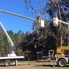 A man in a cherry picker working on a tree.