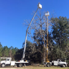A crane is being used to lift a tree.