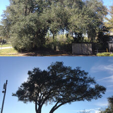 A before and after picture of an oak tree.
