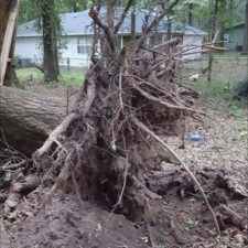 A tree that has been uprooted and is laying on the ground.