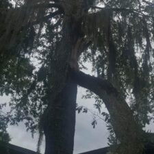 A tree with a large branch hanging from it's trunk.