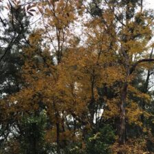A tree with yellow leaves in the fall.