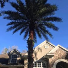 A palm tree in front of a house