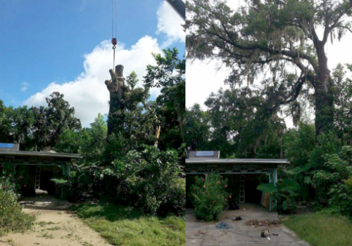 A home before and after tree trimming in Gainesville, FL