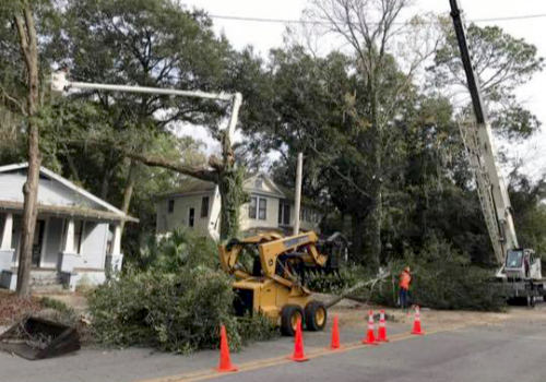 A tree is being cut down by workers.