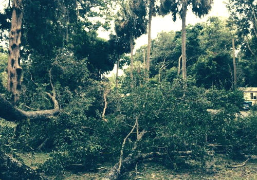 A tree that has fallen down in the woods.